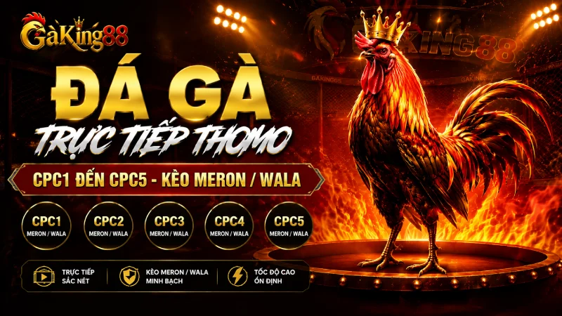 GAKING88 - Link Đá Gà Trực Tiếp Thomo Combo CPC1 đến CPC5 24 Đá gà trực tiếp Thomo CPC1 đến CPC5 tại GAKING88 với kèo Meron và Wala
