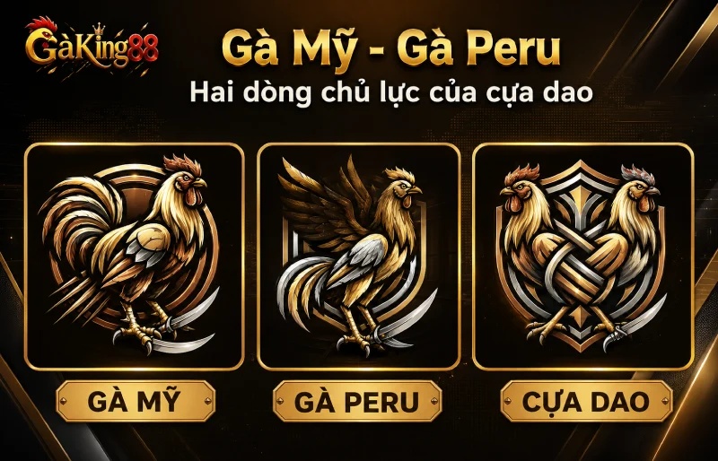 Giống gà hợp đá gà cựa dao GAKING88 gà Mỹ gà Peru và dòng lai