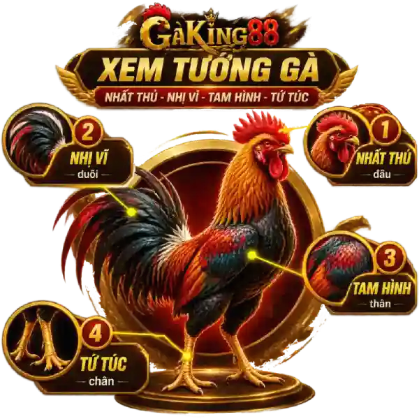 Sơ đồ xem tướng gà theo nhất thủ, nhị vĩ, tam hình, tứ túc